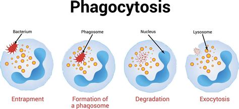 phbago|Phagocytosis .